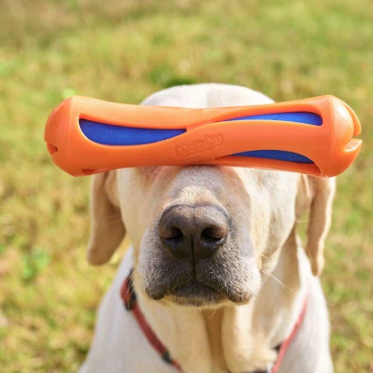 Interactive Floating Dog Swimming Chew Toy
